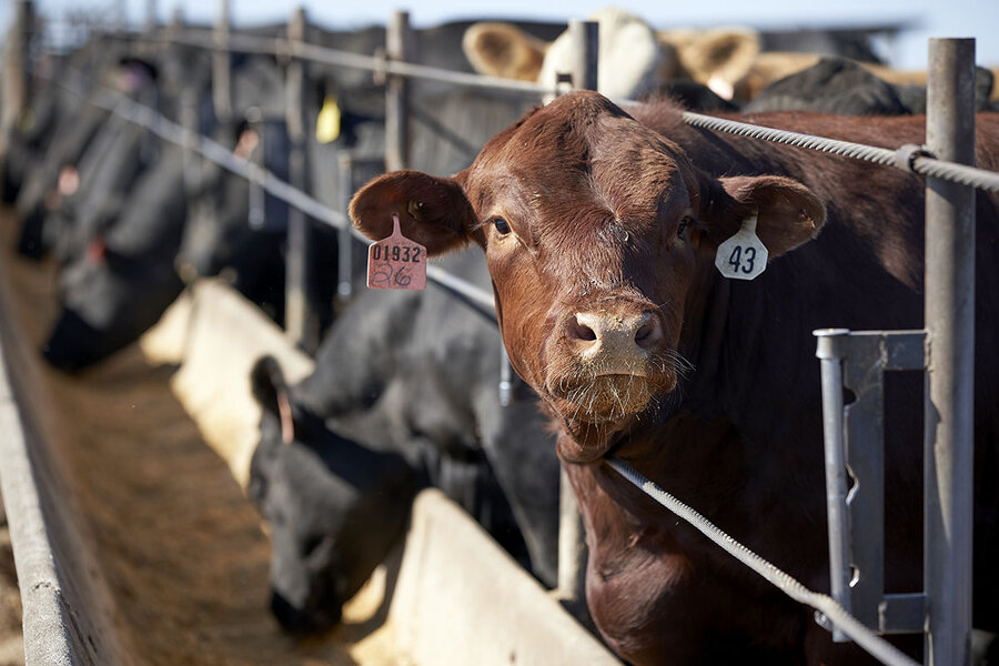 Beef industry faces pressure as Biden confronts corporate bigness